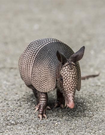 Armadillos / Climate change