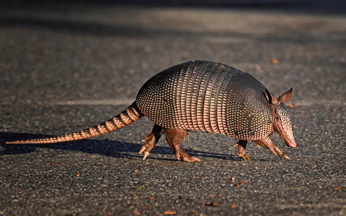 Armadillos / Climate change