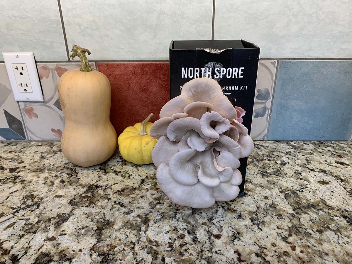 The North Spore mushroom kit on a kitchen counter with a fully grown mushroom in front of it.