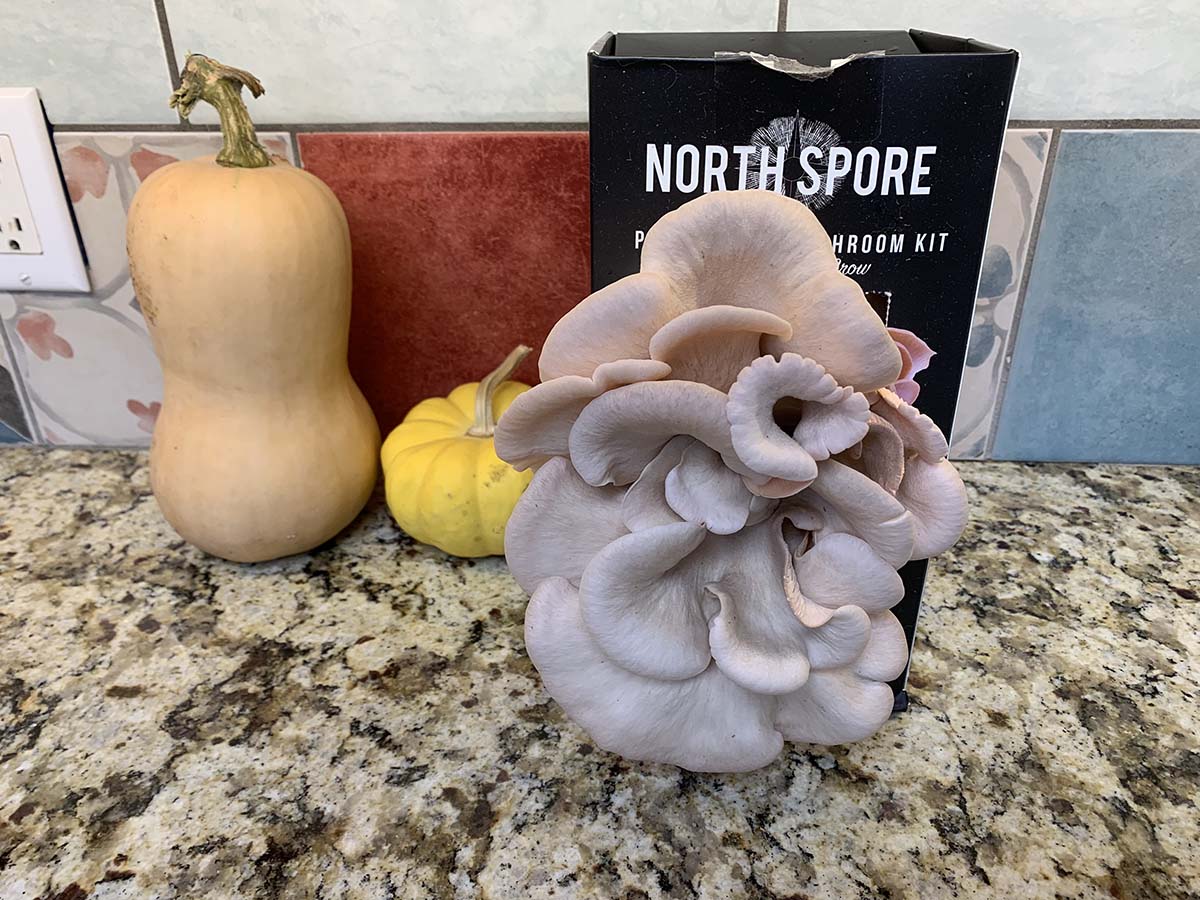 The North Spore mushroom kit on a kitchen counter with a fully grown mushroom in front of it.