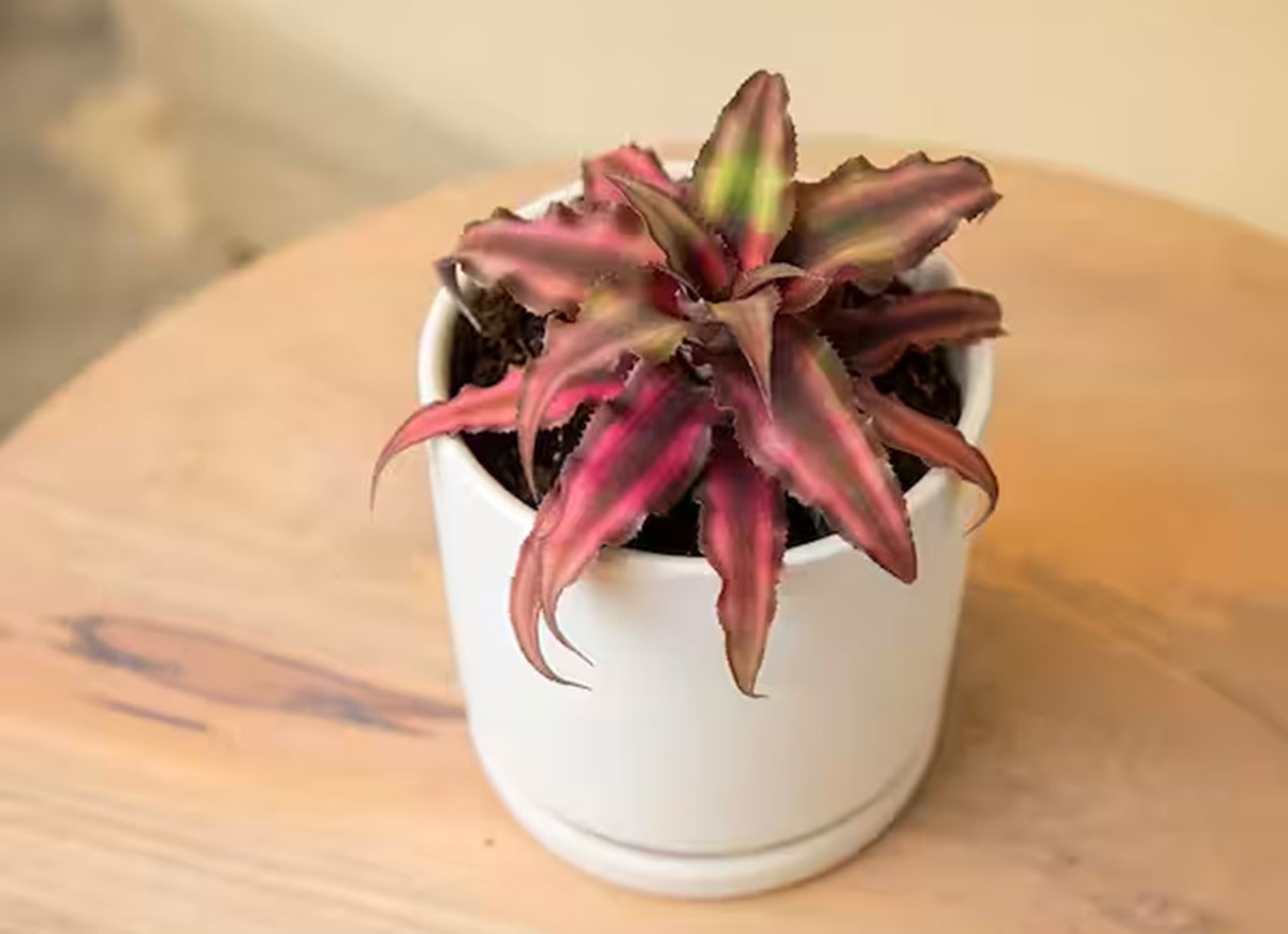 A potted earth star plant for a terrarium on a small table.