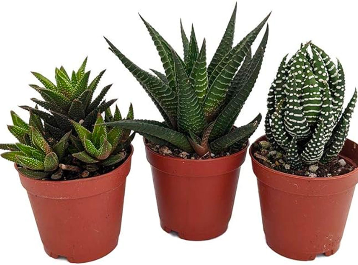 Three small potted haworthia plants for a terrarium.