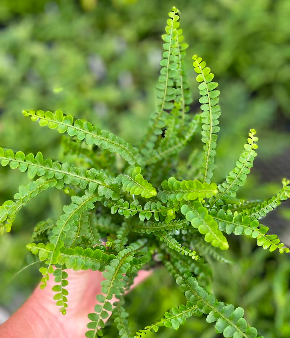 A person holding a potted lemon button fern for indoor terrariums.