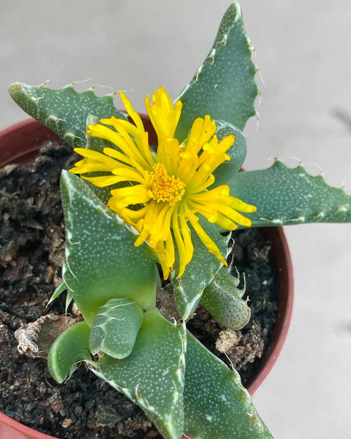 A small potted tigers jaw plant for a terrarium.