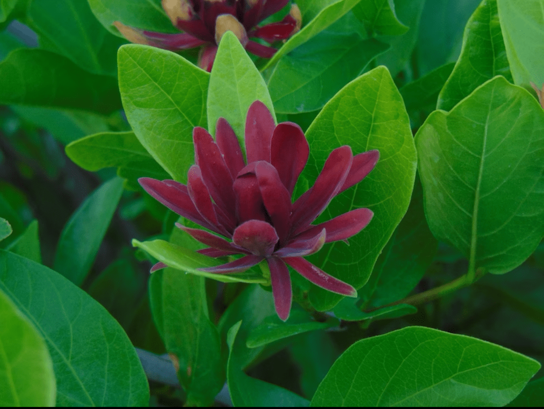 Close view of a reddish purple blossom of spice bush.