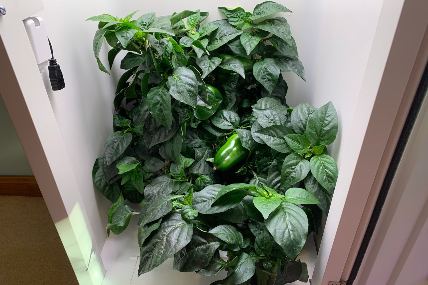 A large green pepper plant growing and producing fruit inside the HeyAbby grow box.