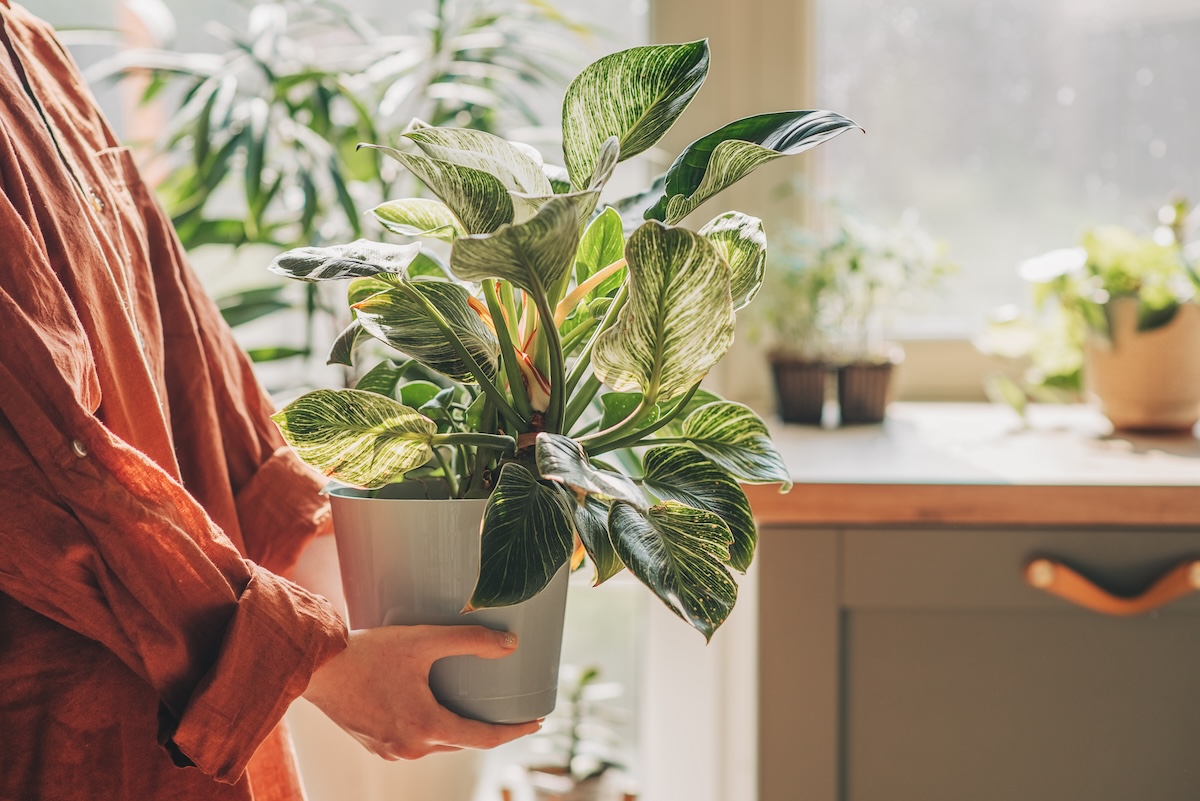 A woman holds a potted houseplant.