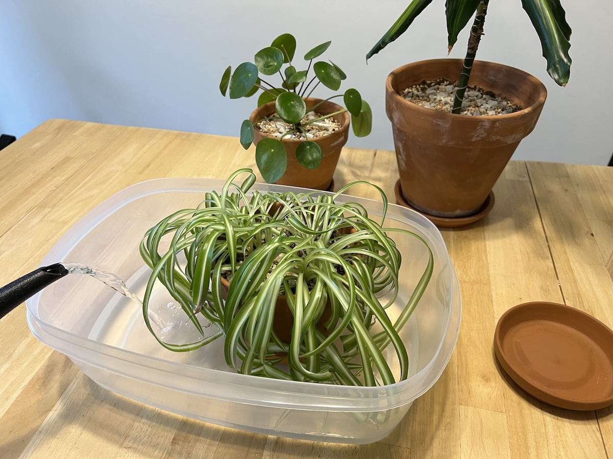 A person using a watering can and a large bucket to bottom water houseplants in a home kitchen.