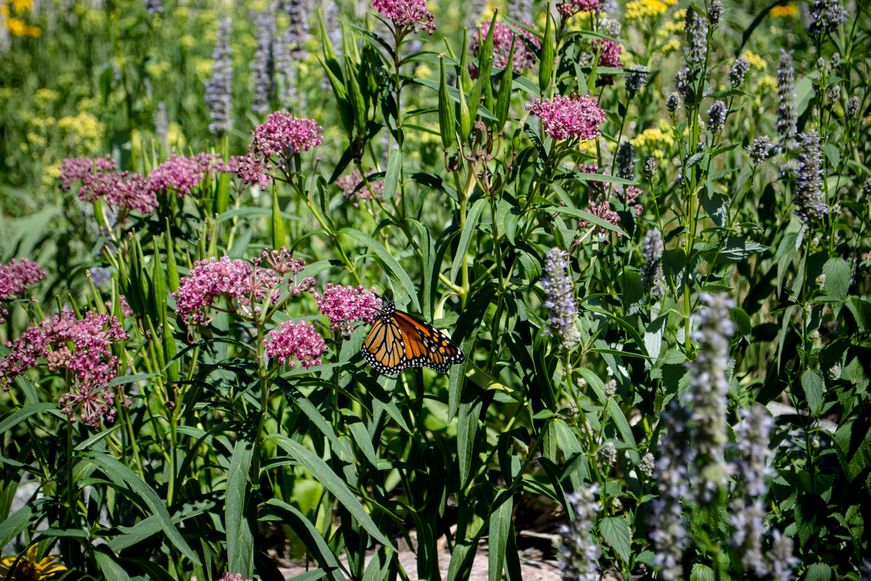 A monarch butterfly enjoying a spring garden