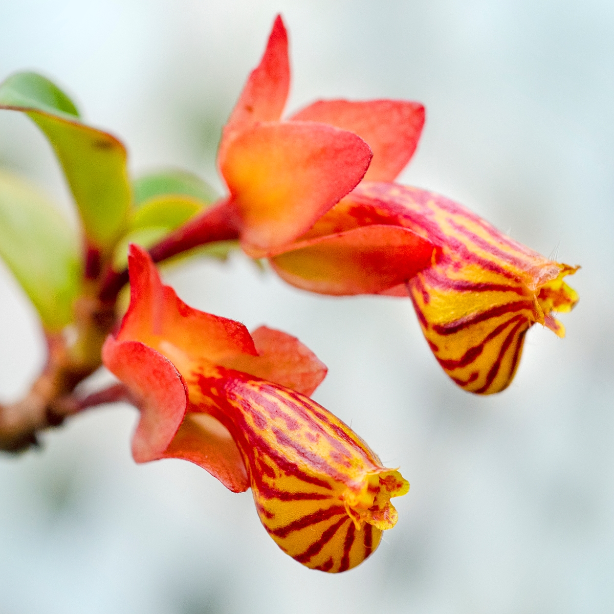 Striped goldfish plant flower.