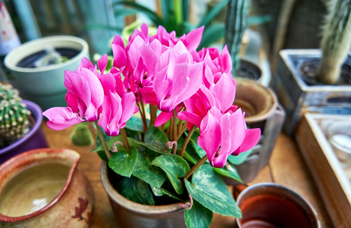 Pink cyclamen flowers.