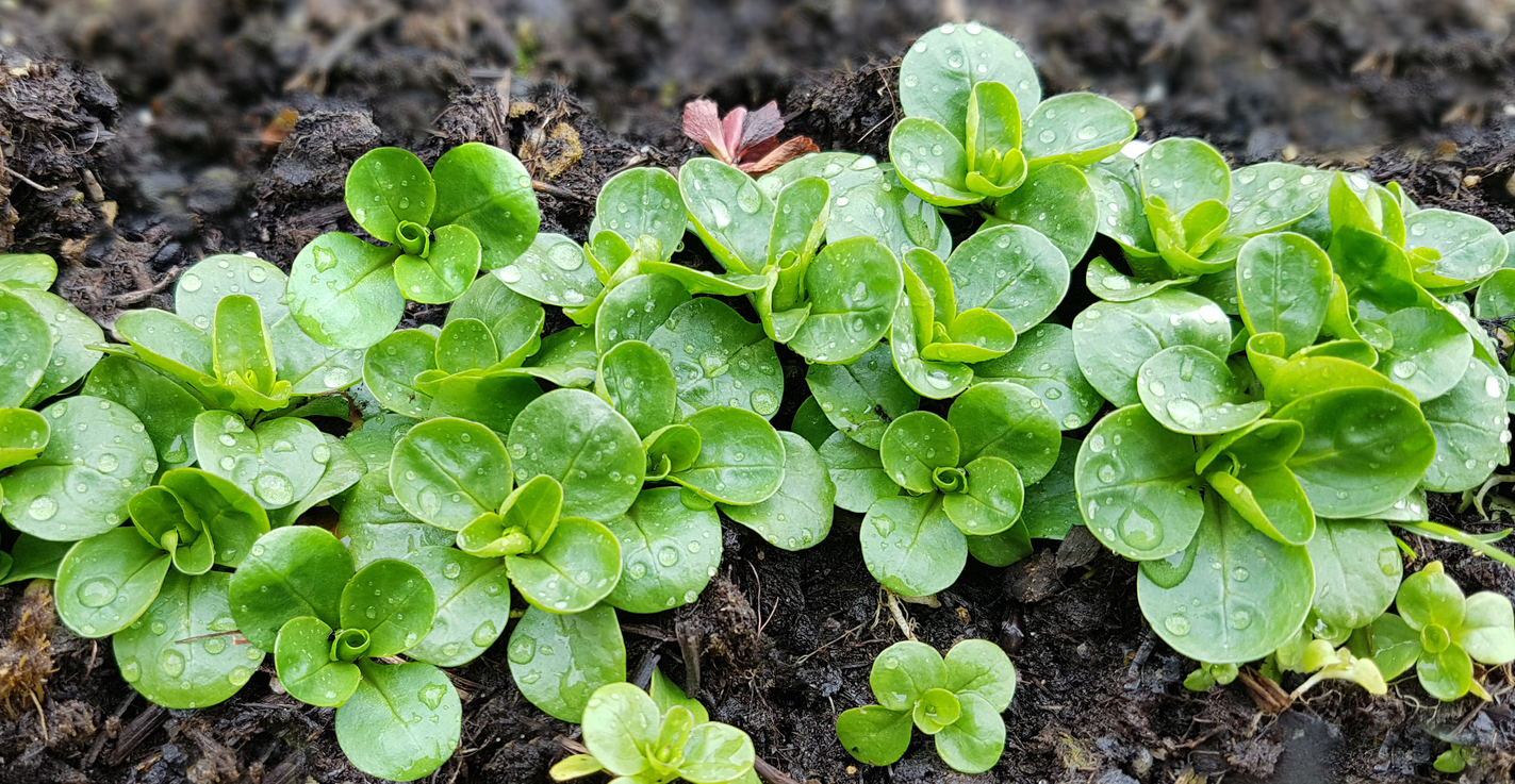 lambs lettuce growing in soil