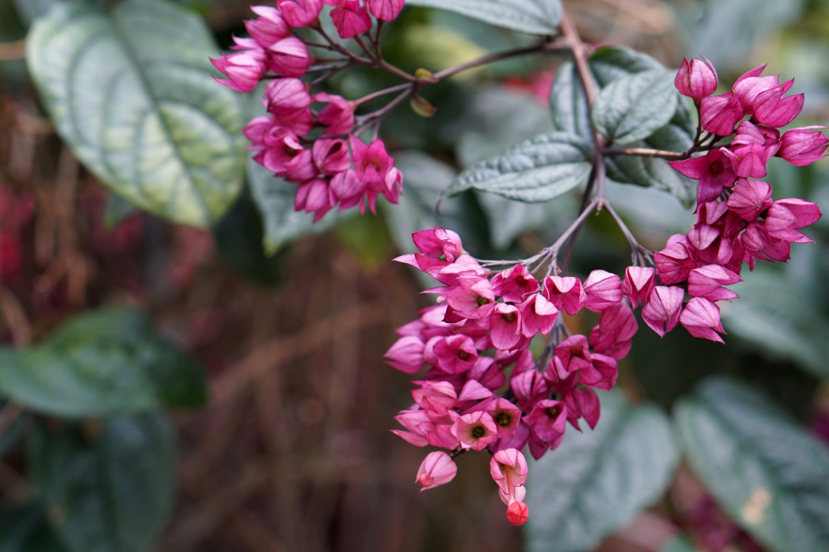 Bleeding heart plant with purple flowers.