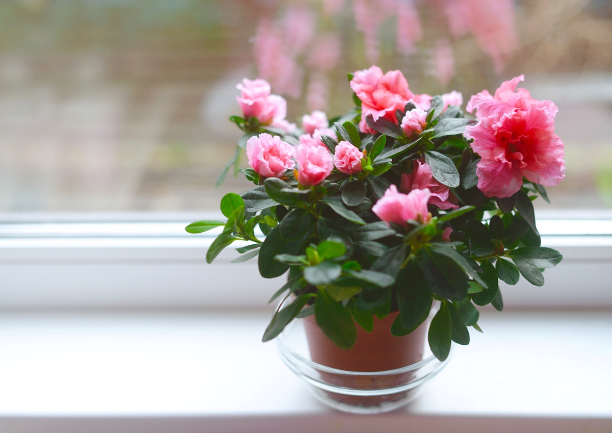 Indoor potted pink azalea plant.