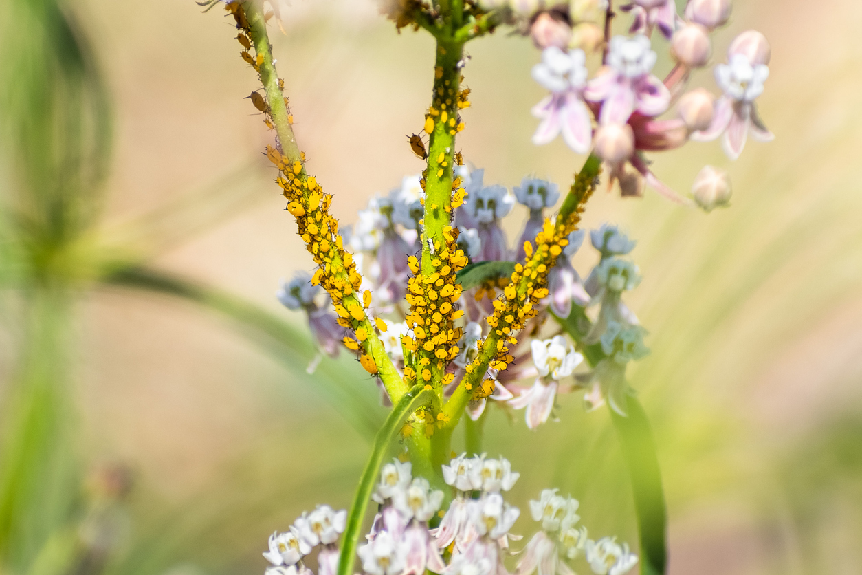 Close up of Aphids (plant lice, greenfly, blackfly or whitefly) feeding from a narrow leaf milkweed plant; Santa Clara, California