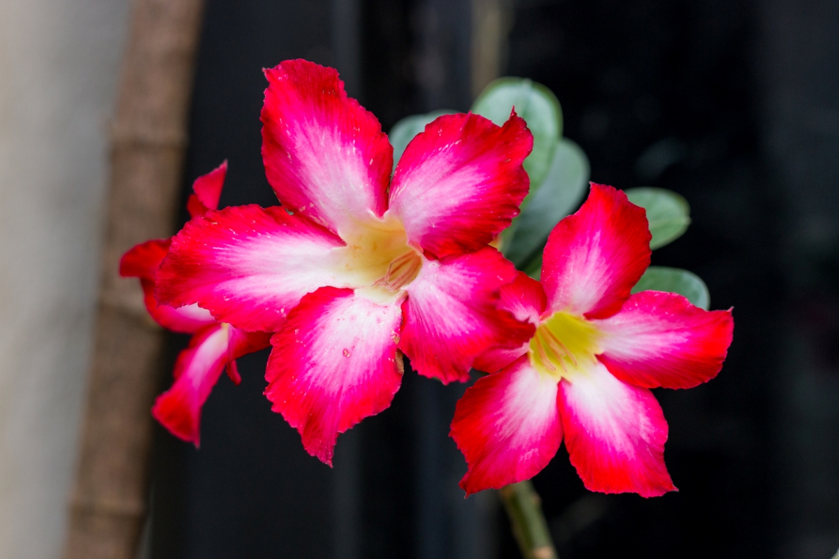 Pink desert rose flowers.