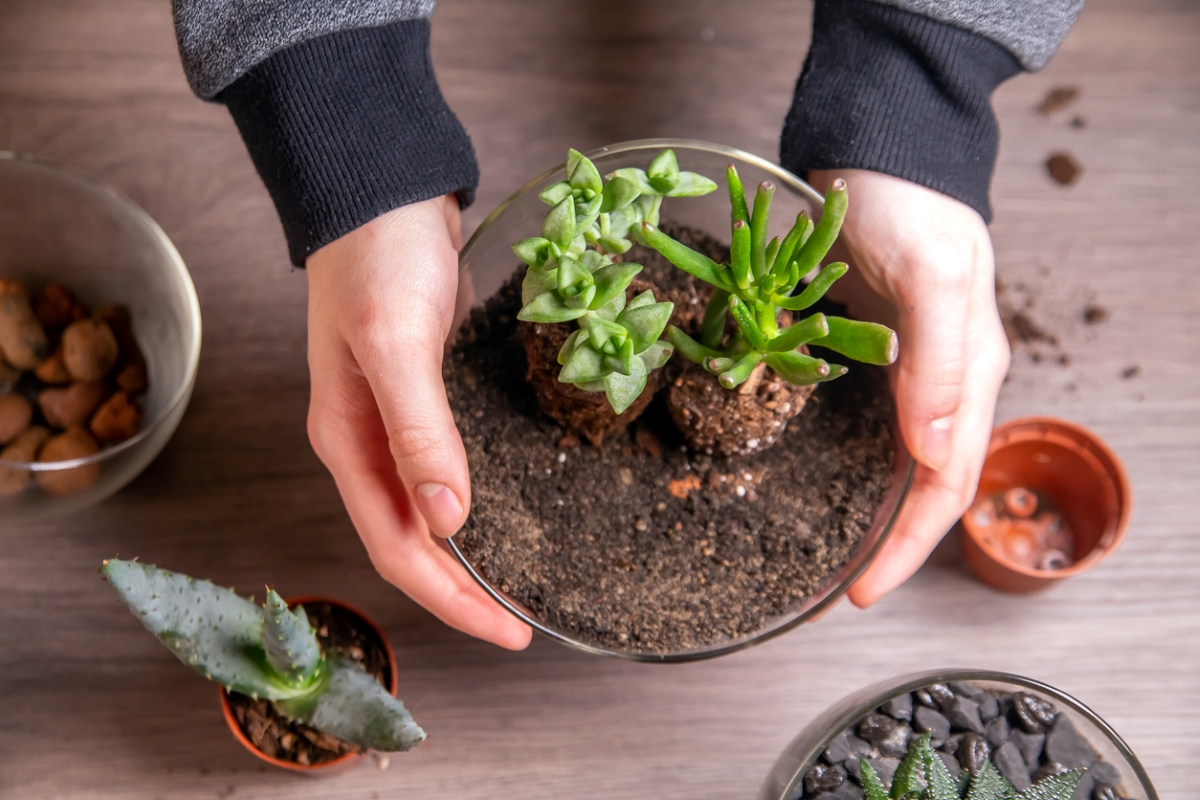 Person holding open terrarium.