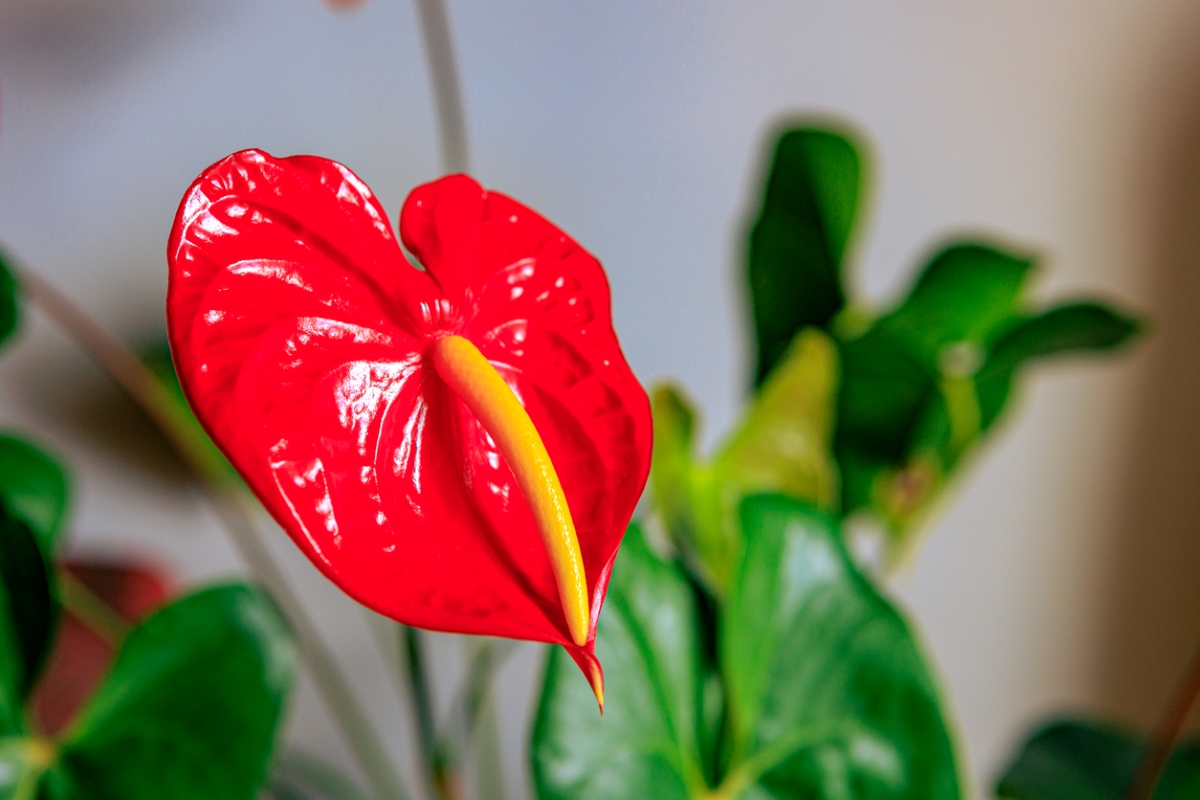 Large red spathe with yellow flower spike.