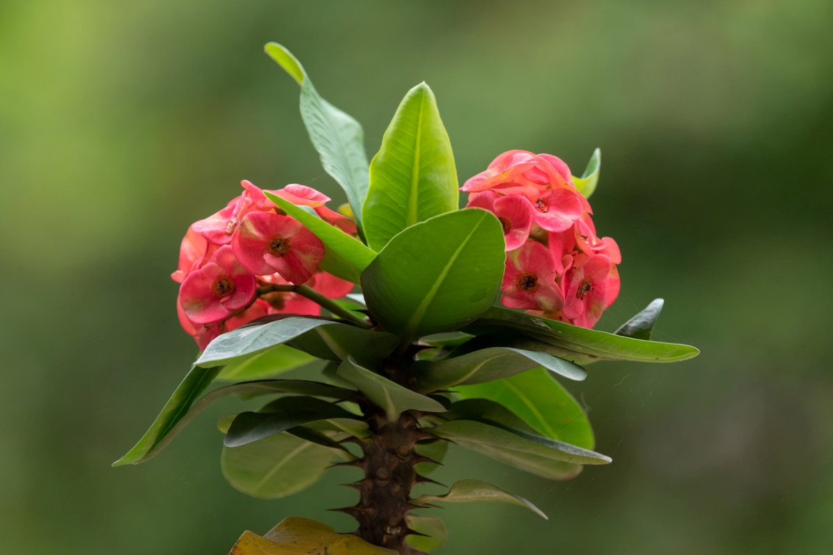 Thorn covered stems with pink flowers.