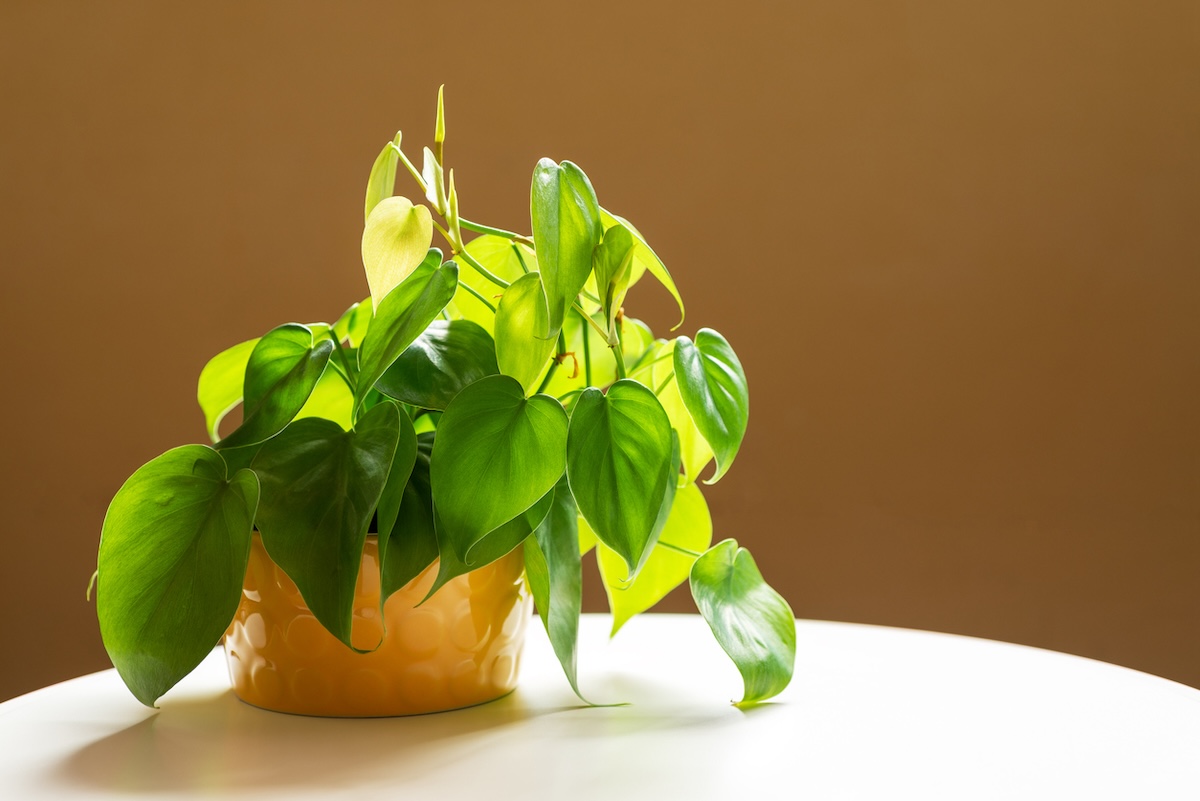 A heart leaf philodendron houseplant on a small side table.