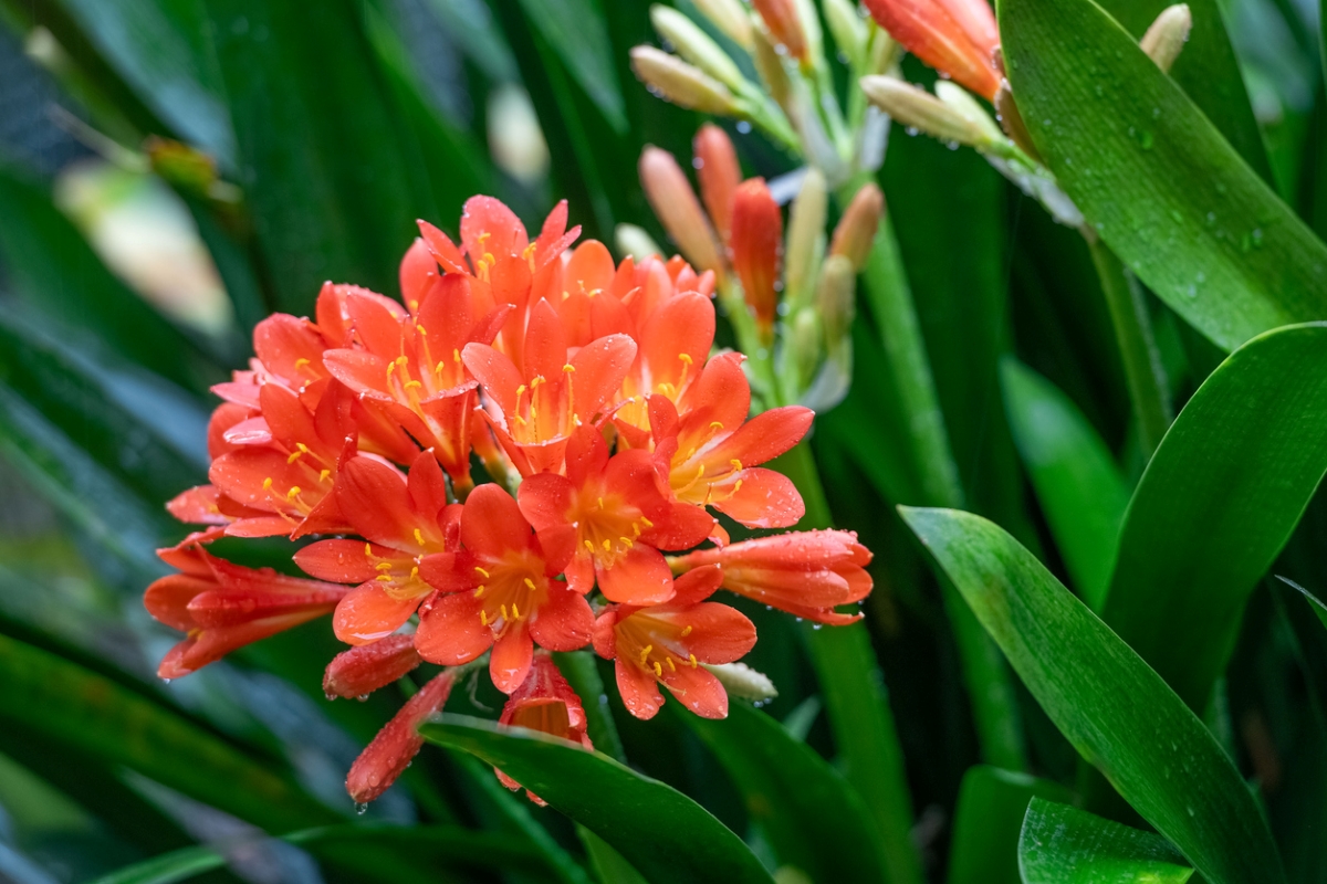 Clusters of Kaffir Lily pink flowers.