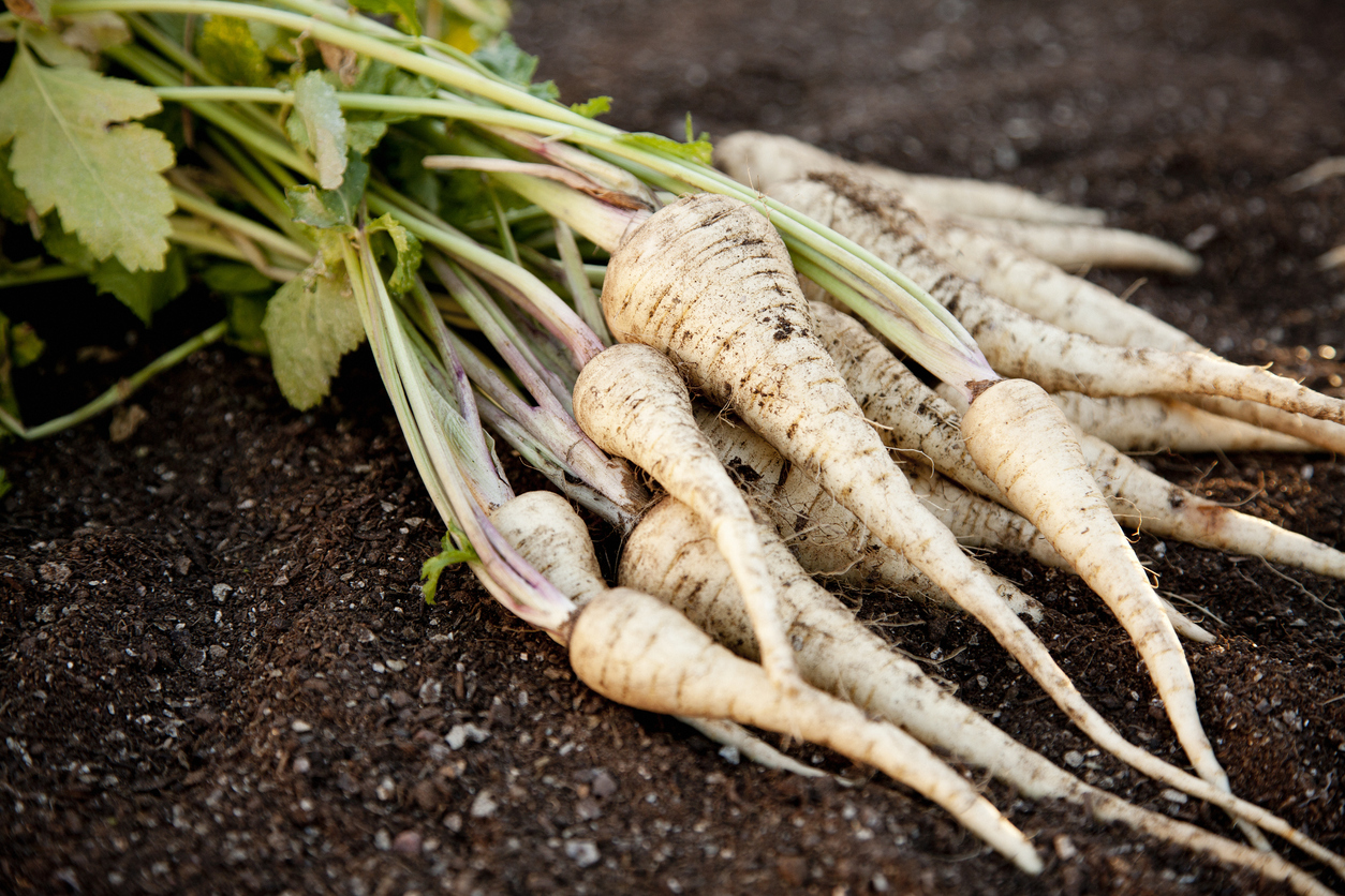 Freshly harvested homegrown parsnips over garden soil.