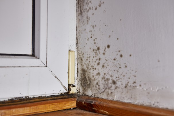 Can You Paint Over Mold? What You Need to Know