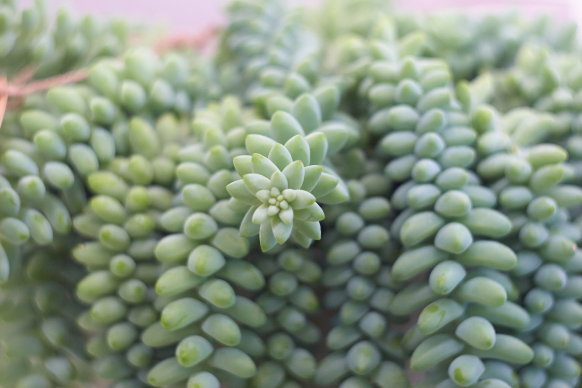 Green burro tail succulent.