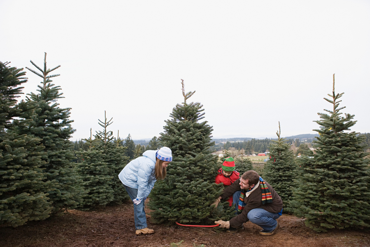 Dad cutting Christmas tree