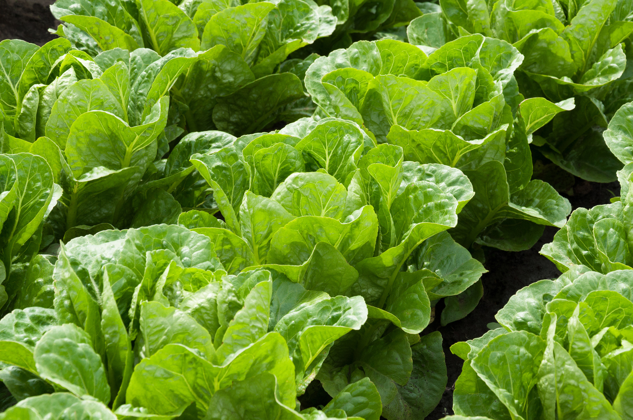 Growing lettuce in rows in the vegetable garden