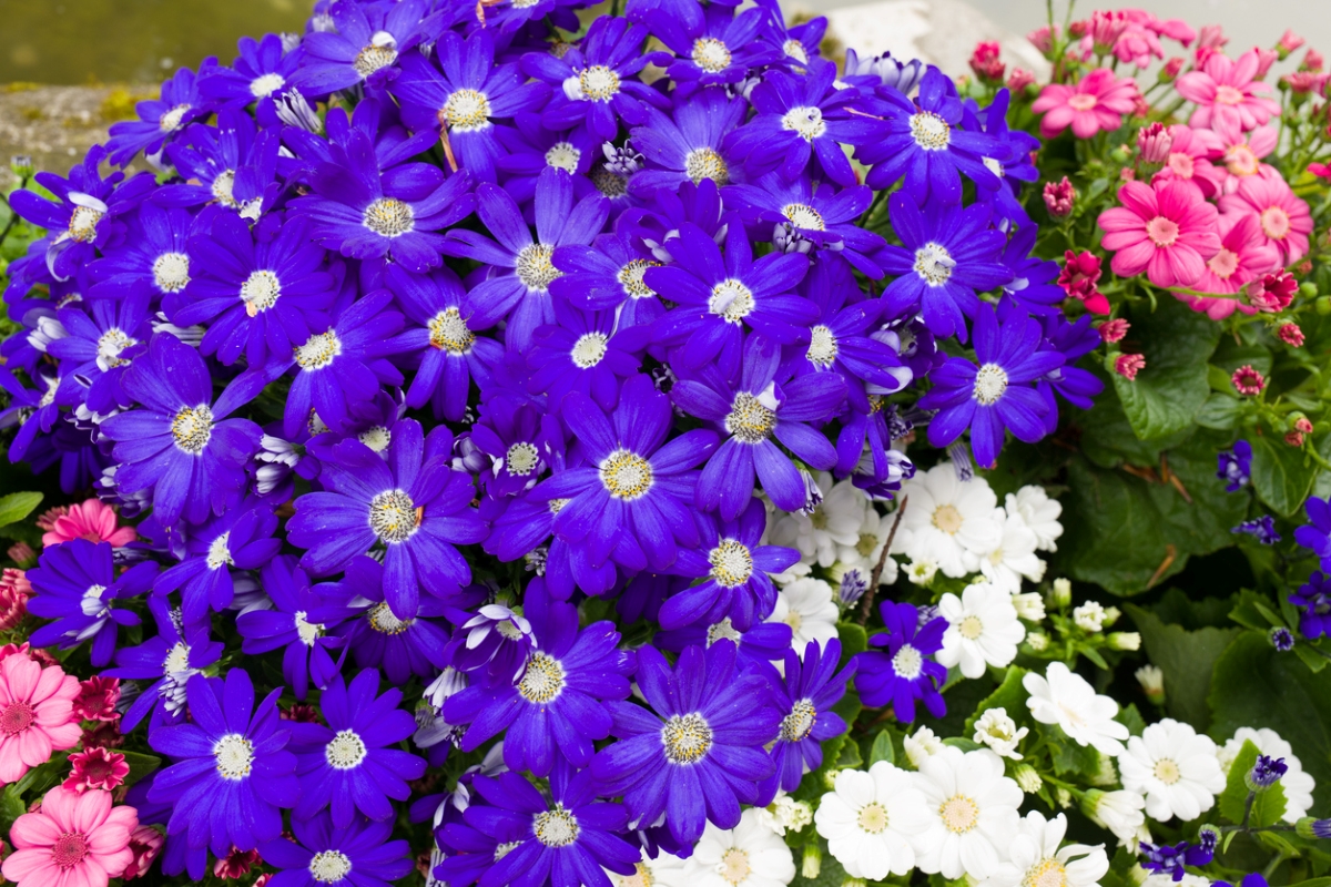 Large purple cineraria flowers.