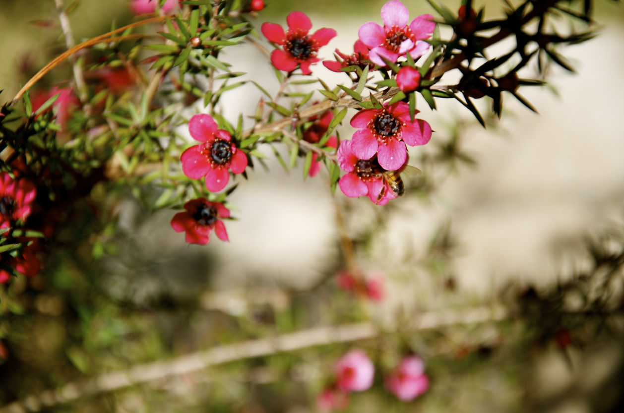 Close up of branch of the New Zealand Tea Tree with needly leaves and bright red flowers.