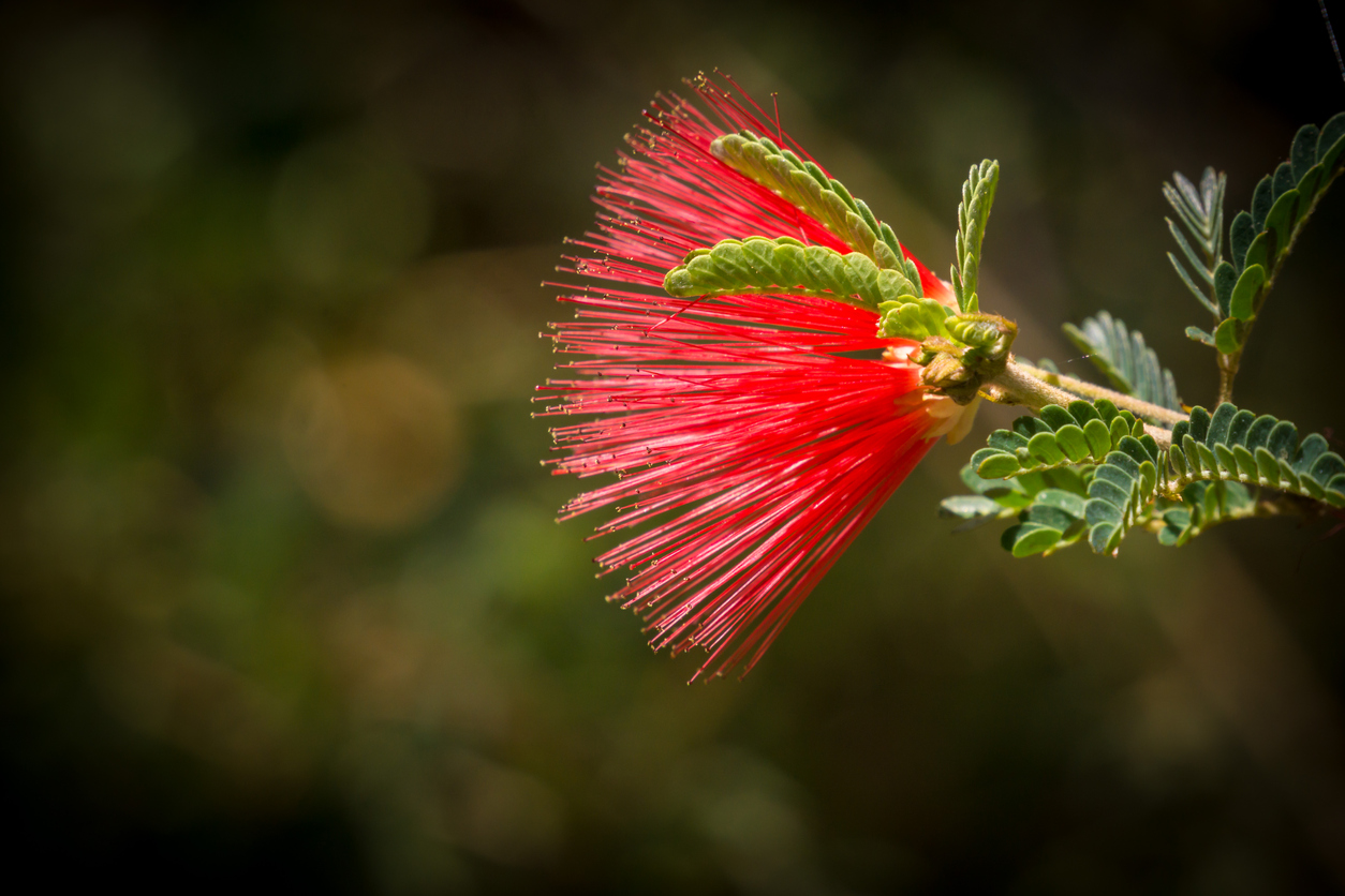 Baja Fairy Duster Flower with dark background