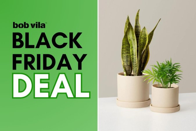 Black Friday Deals on Plants from The Sill, Including Hardy Houseplants Duo