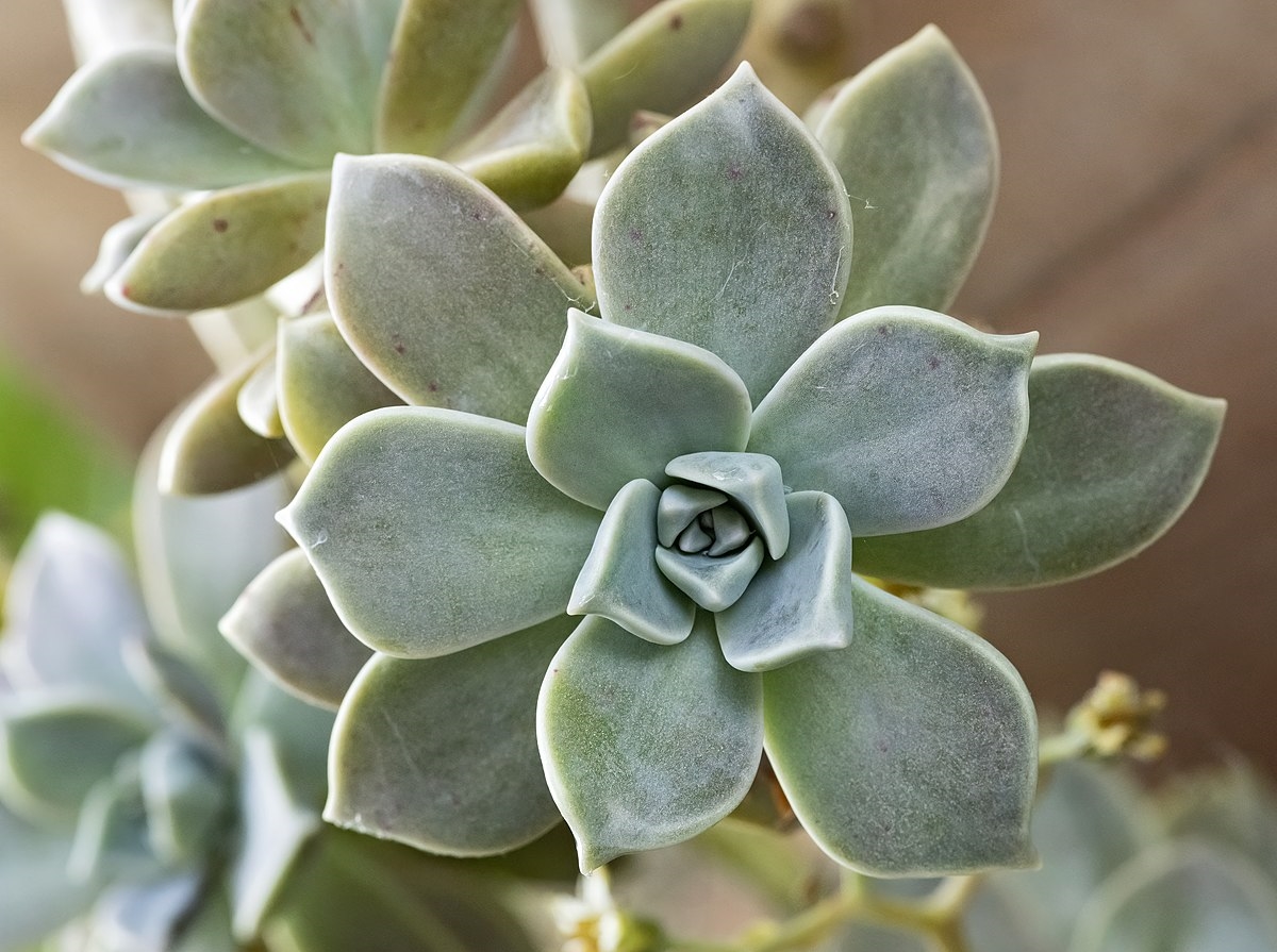 Ghost plant.