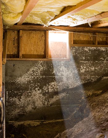 Mold on Insulation