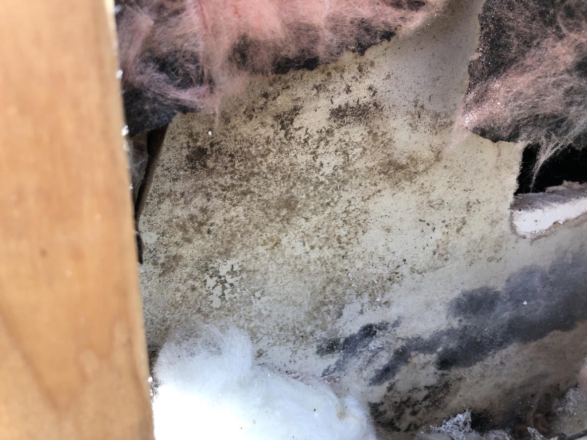 Mold on Insulation