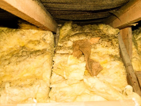 Mold on Insulation