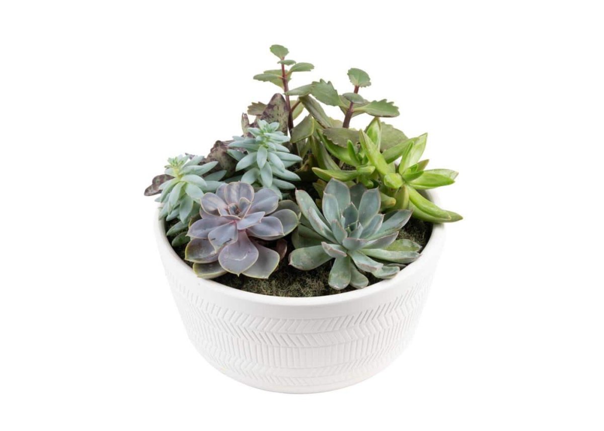 The Hottest Gifts From The Home Depot Option Costa Farms Ceramic Succulent Garden