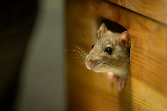 Small rodent poking out of hole.