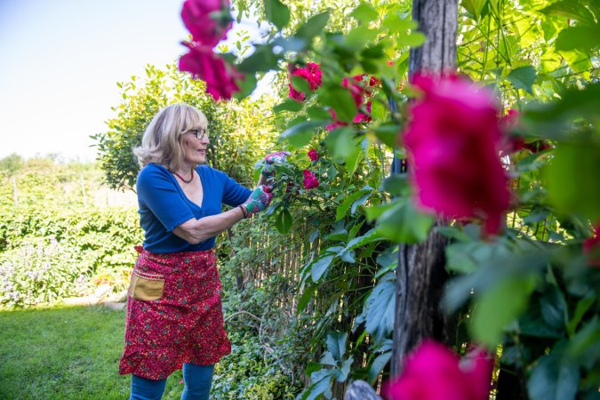 Woman pruning rose bush.