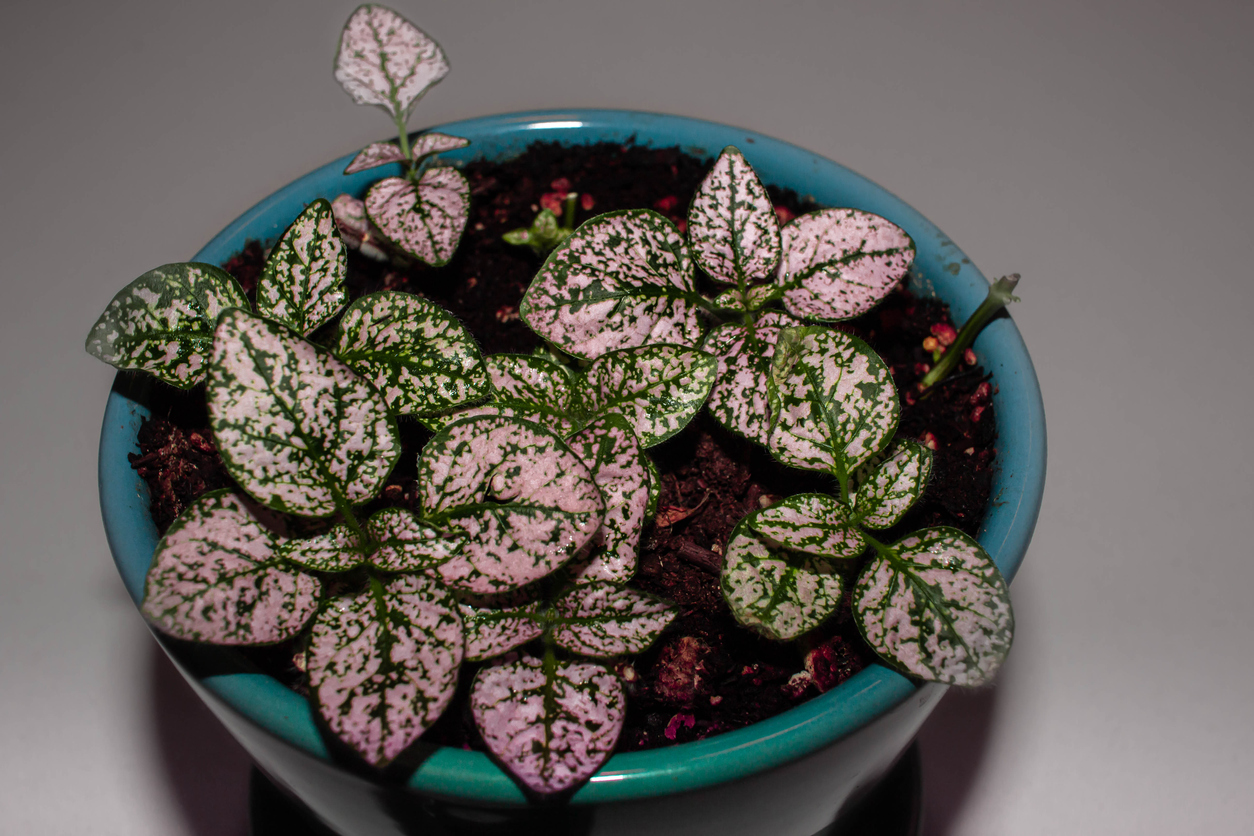 Polka dot plant closeup of pink leaves