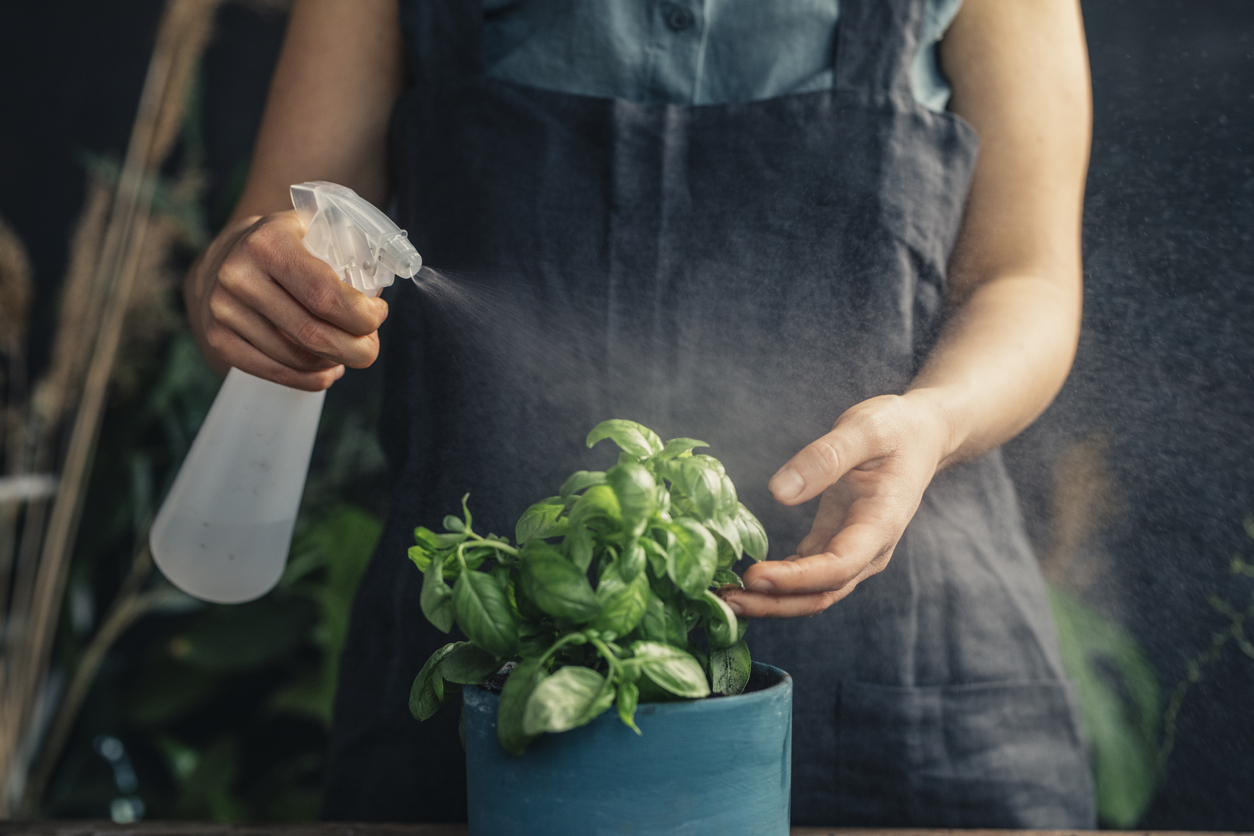 A-person-wearing-a-gardening-smock-sprays-a-clear-liquid-on-basil-plants.