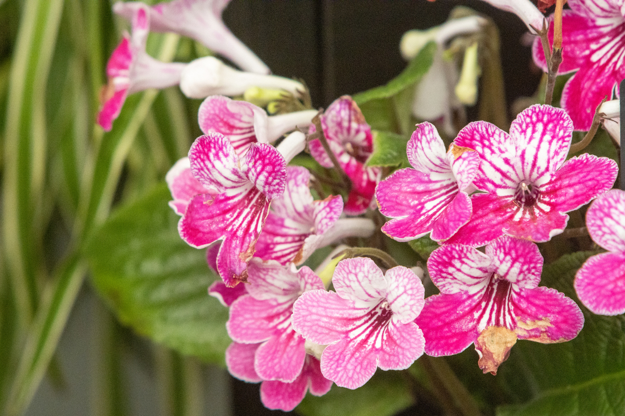 Streptocarpus 'Celebration' in London, England