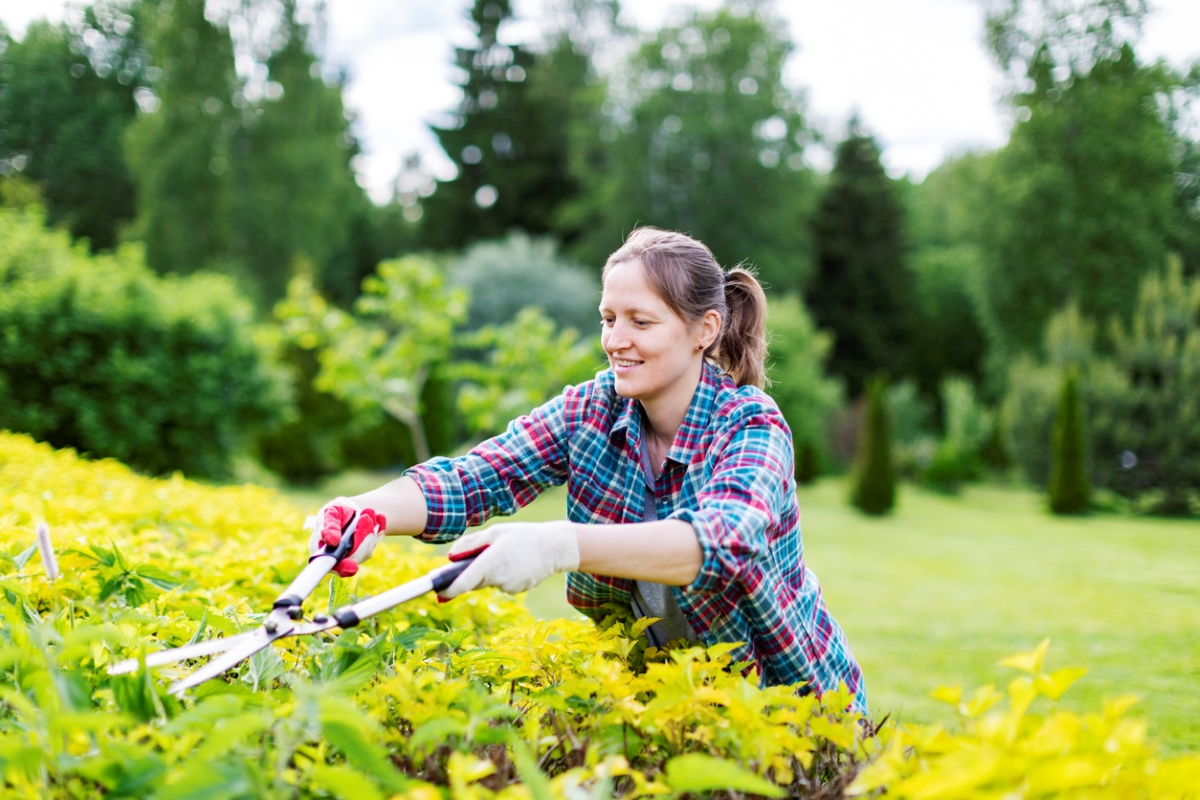 Woman pruning shrubs.