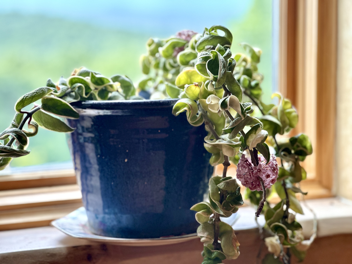 Hoya Flower, Wax Plant