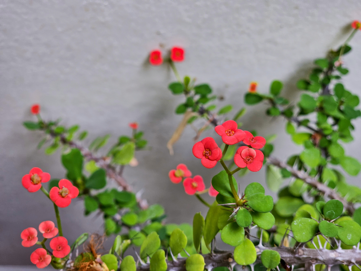 Crown of thorns houseplant with small pink and yellow flowers in front of thorny stems with green leaves.