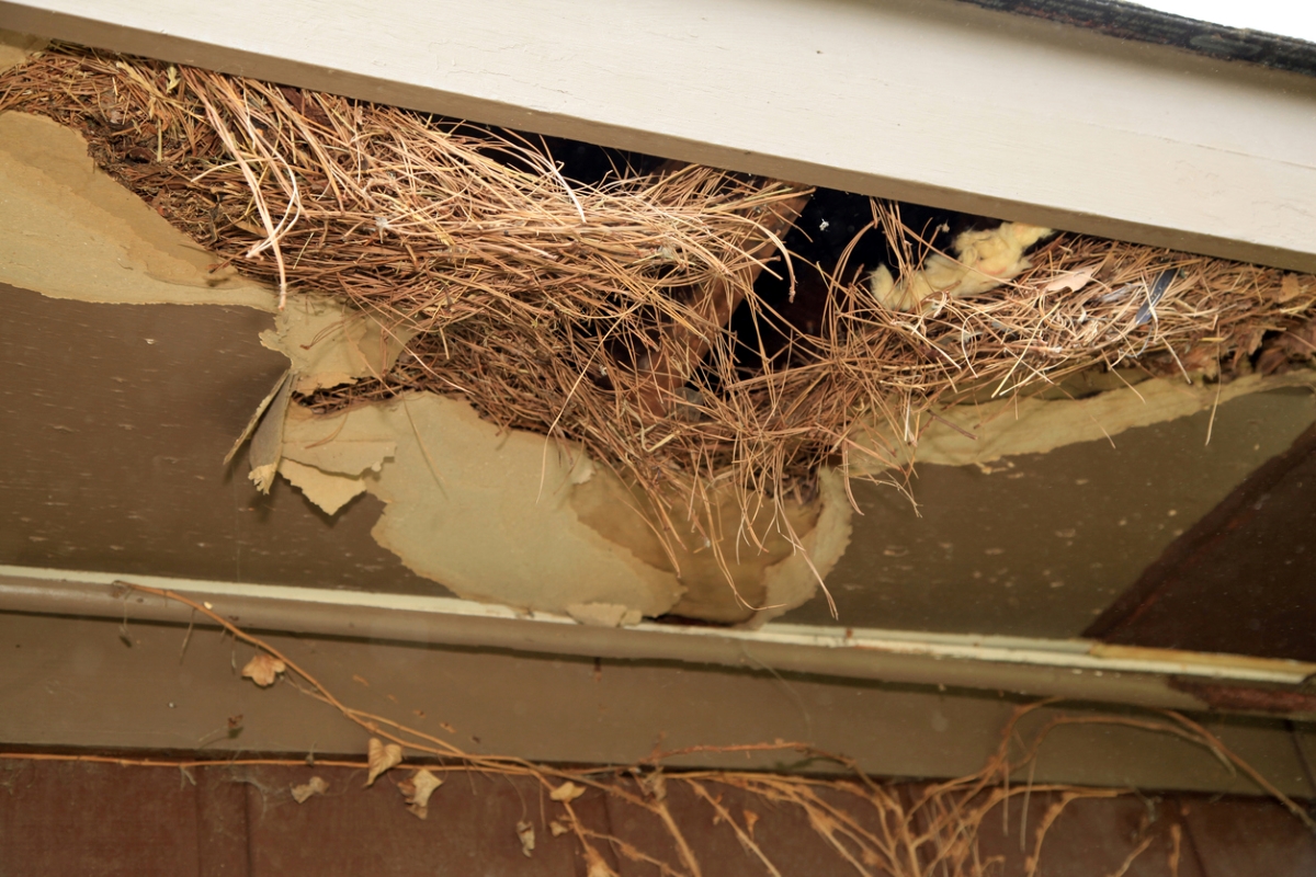 Rat nest in ceiling.