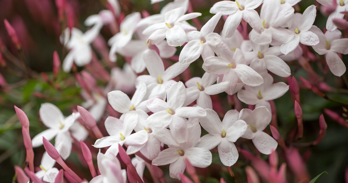 A small bunch of winter blooming jasmine flowers with pink buds.