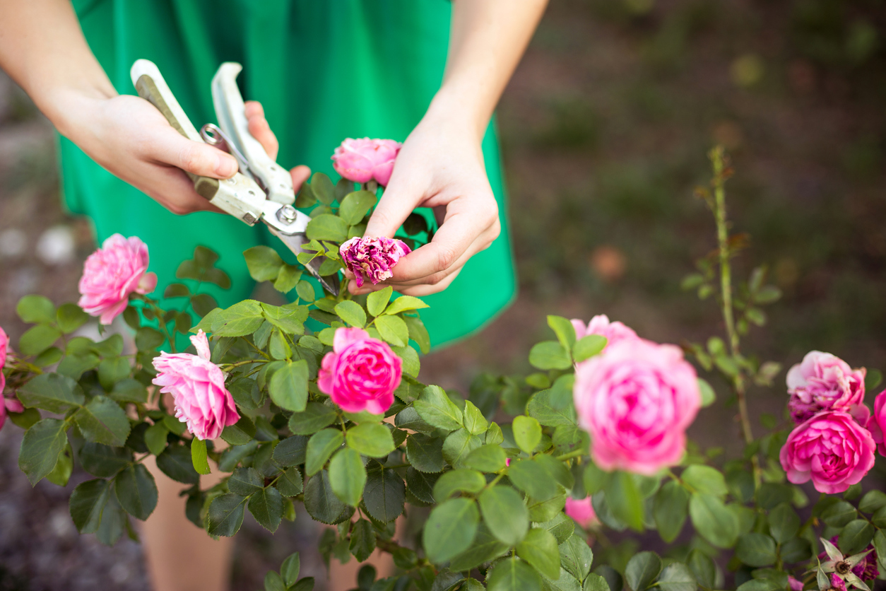 Pruning light pink rose bush.